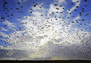 Knot (Calidris canutus) flock, in flight, silhouetted leaving high tide roost, returning to feed on estuary mudflats
