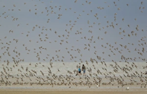 Knot Prints: Knot (Calidris canutus) flock, in flight over beach