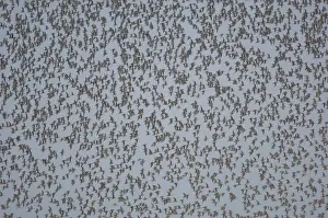 Knot (Calidris canutus) flock, mass in flight over high tide roost, The Wash, Snettisham, Norfolk, England, september