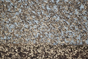 Knot Prints: Knot (Calidris canutus) flock, mass in flight at roost