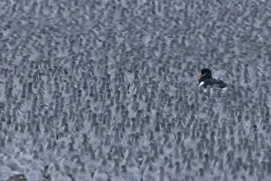 Knot (Calidris canutus) flock, non-breeding plumage, with individual Eurasian Oystercatcher (Haematopus ostralegus)