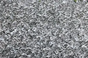Knot (Calidris canutus) flock, non-breeding plumage, in flight, at high tide roost, Snettisham, Norfolk, England