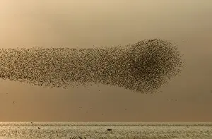 Knot (Calidris canutus) flock, in swirling flight over estuary, The Wash, Snettisham RSPB Reserve, Norfolk England, august