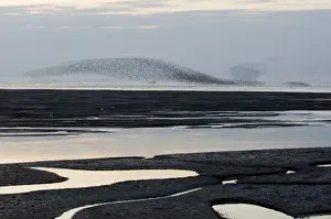 Flock Prints: Knot (Calidris canutus) flock, in swirling flight over mudflats habitat