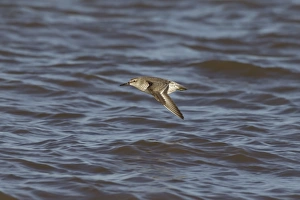 Knot Prints: Knot (Calidris canutus) juvenile
