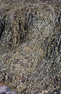 Alga Prints: Knotted Wrack (Ascophyllum nodosum) On rocks / low tide