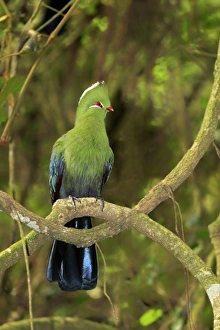 Cape Prints: Knysna Turaco (Tauraco corythaix) adult