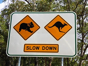 Koala Prints: Koala and kangaroo crossing road sign, Queensland, Australia, October