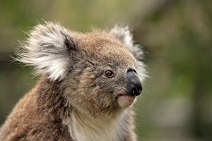 Koala (Phascolarctos cinereus) adult, close-up of head, Australia