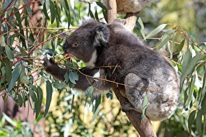 Koala Prints: Koala (Phascolarctos cinereus) adult