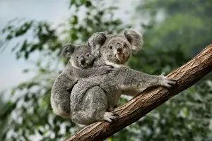 Australia Prints: Koala (Phascolarctos cinereus) adult female with young on back