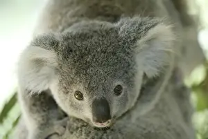 Bear Prints: Koala Phascolarctos cinereus Phascolarctos cinereus baby riding on back