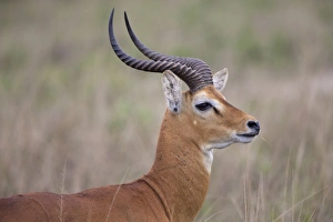 Horn Prints: Kob (Kobus kob) adult male, close-up of head and neck, Queen Elizabeth N. P. Uganda