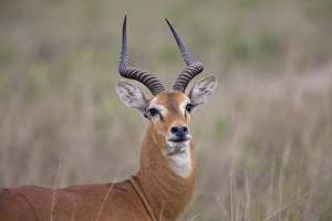 Kob (Kobus kob) adult male, close-up of head and neck, Queen Elizabeth N. P. Uganda