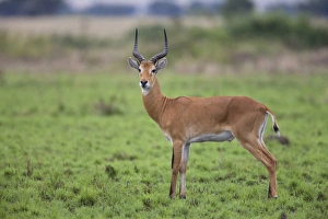 Ugandan Prints: Kob (Kobus kob) adult male, standing in savannah, Queen Elizabeth N. P. Uganda