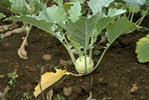 Kohlrabi (Brassica oleracea var. acephala) crop, mature stem, Theni, Tamil Nadu, India