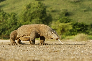 Dragon Prints: Komodo Dragon (Varanus komodensis) adult