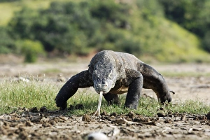 Komodo Dragon (Varanus komodensis) adult, walking, flicking forked tongue, Komodo N. P. Komodo Island, Lesser Sunda Islands, Indonesia, march