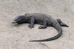 Komodo Dragon (Varanus komodensis) adult, resting, Komodo N. P. Komodo Island, Lesser Sunda Islands, Indonesia, march