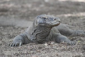 Komodo Dragon (Varanus komodensis) adult, resting on ground, Komodo N. P. Komodo Island, Lesser Sunda Islands