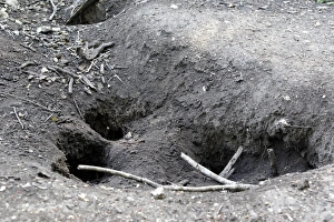 Dragon Prints: Komodo Dragon (Varanus komodensis) nestholes for eggs