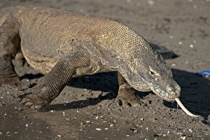 Komodo Dragon (Varanus komodoensis) adult, flicking forked tongue, walking on beach, Komodo N. P