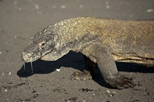 Komodo Dragon (Varanus komodoensis) adult, close-up of head and front legs, drooling saliva, walking on beach