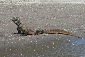 Komodo Dragon (Varanus komodoensis) adult, resting on beach, Horseshoe Bay, Rinca Island, Komodo N. P
