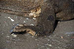 Komodo Dragon (Varanus komodoensis) adult, close-up of hind foot, on beach, Horseshoe Bay, Rinca Island, Komodo N. P