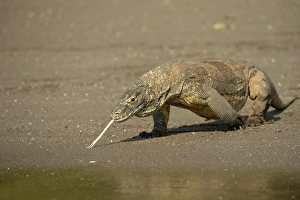 Shore Prints: Komodo Dragon (Varanus komodoensis) adult