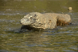 Komodo Dragon (Varanus komodoensis) adult, wading in shallow water on beach, Rinca Island, Komodo N. P