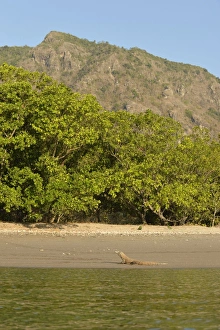 Komodo Dragon (Varanus komodoensis) adult, resting on beach in habitat, Rinca Island, Komodo N. P