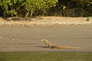 Komodo Dragon (Varanus komodoensis) adult, resting on beach, Rinca Island, Komodo N. P