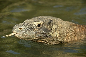 Komodo Dragon (Varanus komodoensis) adult, close-up of head, flicking forked tongue, wading in shallow water on beach