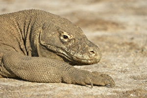Komodo Dragon (Varanus komodoensis) adult, close-up of head and front leg, resting, Rinca Island, Komodo N. P