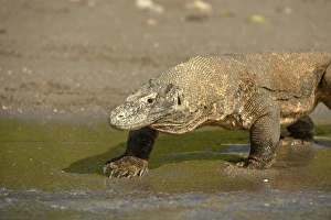 Komodo Dragon (Varanus komodoensis) adult, walking on beach at edge of water, Rinca Island, Komodo N. P