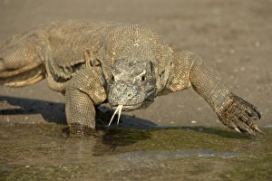 Komodo Dragon (Varanus komodoensis) adult, flicking forked tongue, walking on beach at edge of water, Rinca Island