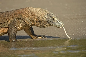 Komodo Dragon (Varanus komodoensis) adult, flicking forked tongue, walking on beach at edge of water, Rinca Island
