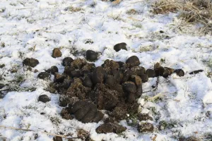 Equids Prints: Konik Horse, droppings on snow, in river valley fen, Redgrave and Lopham Fen N. N. R