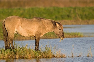 Horse Prints: Konik Horse (Equus caballus gemelli) adult