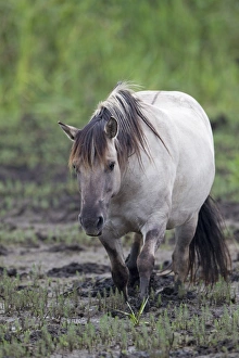 Konik Prints: Konik Horse (Equus caballus gemelli) adult