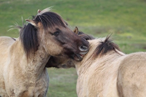 Horse Prints: Konik Horse (Equus caballus gemelli) two adults