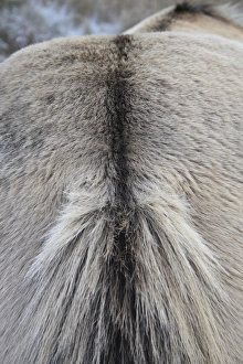 Konik Horse, gelding, close-up of dorsal stripe, in river valley fen, Redgrave and Lopham Fen N. N. R. Waveney Valley, Suffolk, England, november