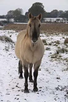 Horse Prints: Konik Horse, gelding, standing on snow in river valley fen