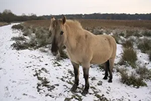 Equids Prints: Konik Horse, gelding, standing on snow in river valley fen habitat