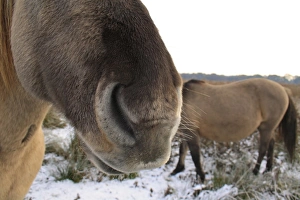 Equids Prints: Konik Horse, geldings, close-up of nose