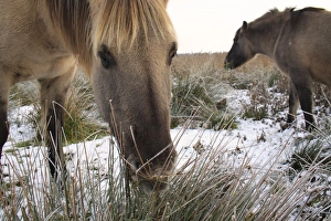 Equids Prints: Konik Horse, geldings, grazing on rushes