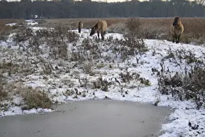 Equids Prints: Konik Horse, geldings, standing beside frozen scape in snow covered river valley habitat