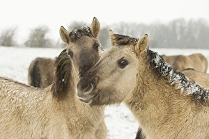 Horse Prints: Konik Horse, immatures, close-up of heads