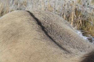 Mare Prints: Konik Horse, mare, close-up of dorsal stripe